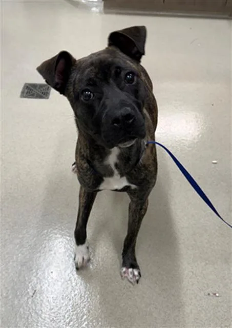 A young large-sized female Pit Bull Terrier dog named Fairy Bloom for adoption in Baytown, TX