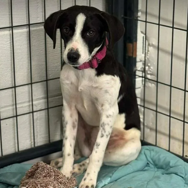 A young medium-sized female Black Australian Shepherd dog named Lynda Carter for adoption in Gordonsville, TN