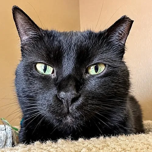 An adult medium-sized female Black Domestic Medium Hair cat named Shadow for adoption in Crystal Lake, IL