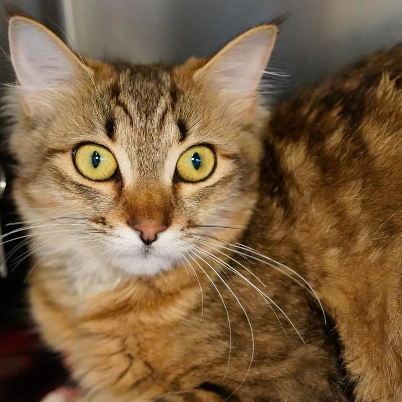 A young small-sized female Brown / Chocolate Domestic Medium Hair cat named Gwen for adoption in Thomaston, ME