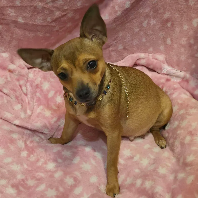 An adult small-sized female Chihuahua dog named Juno for adoption in Alexander, AR