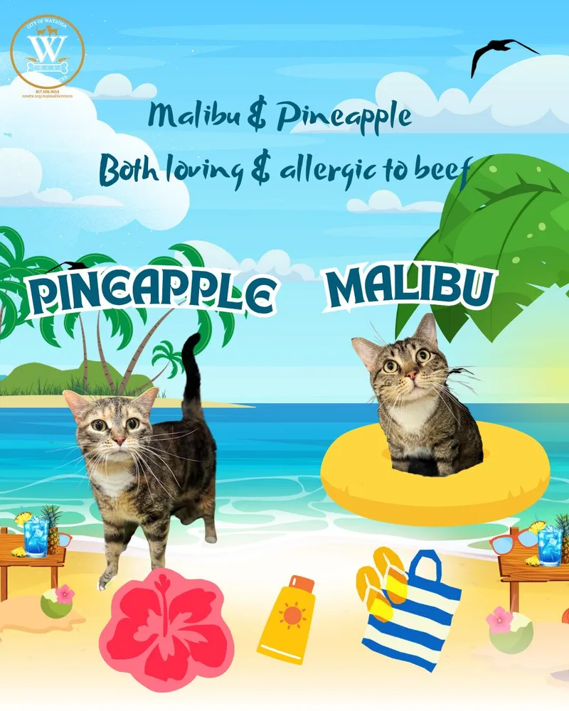 An adult medium-sized female Dilute Tortoiseshell Domestic Medium Hair cat named Malibu & Pineapple for adoption in Watauga, TX