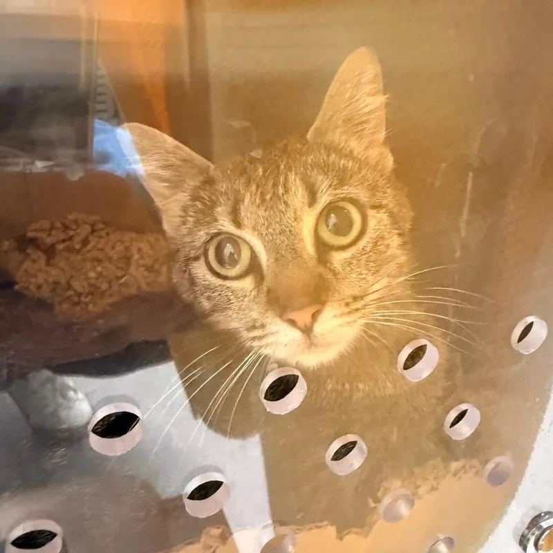 An adult medium-sized female Brown / Chocolate Domestic Short Hair cat named Penelope for adoption in Chattanooga, TN