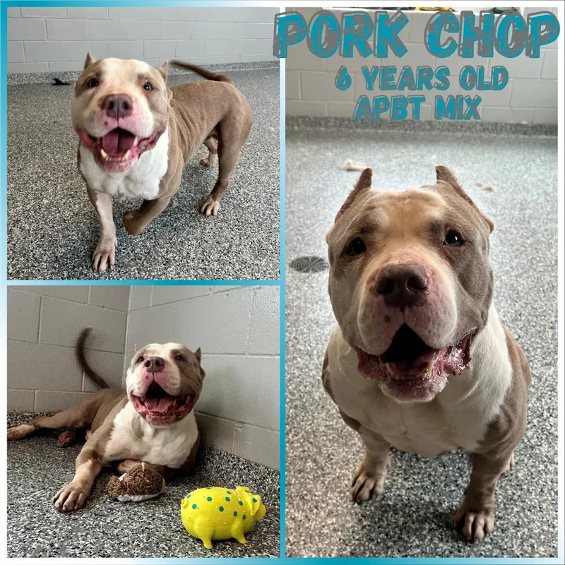 An adult extra large-sized male Yellow / Tan / Blond / Fawn Pit Bull Terrier dog named Pork Chop for adoption in Franklin, IN