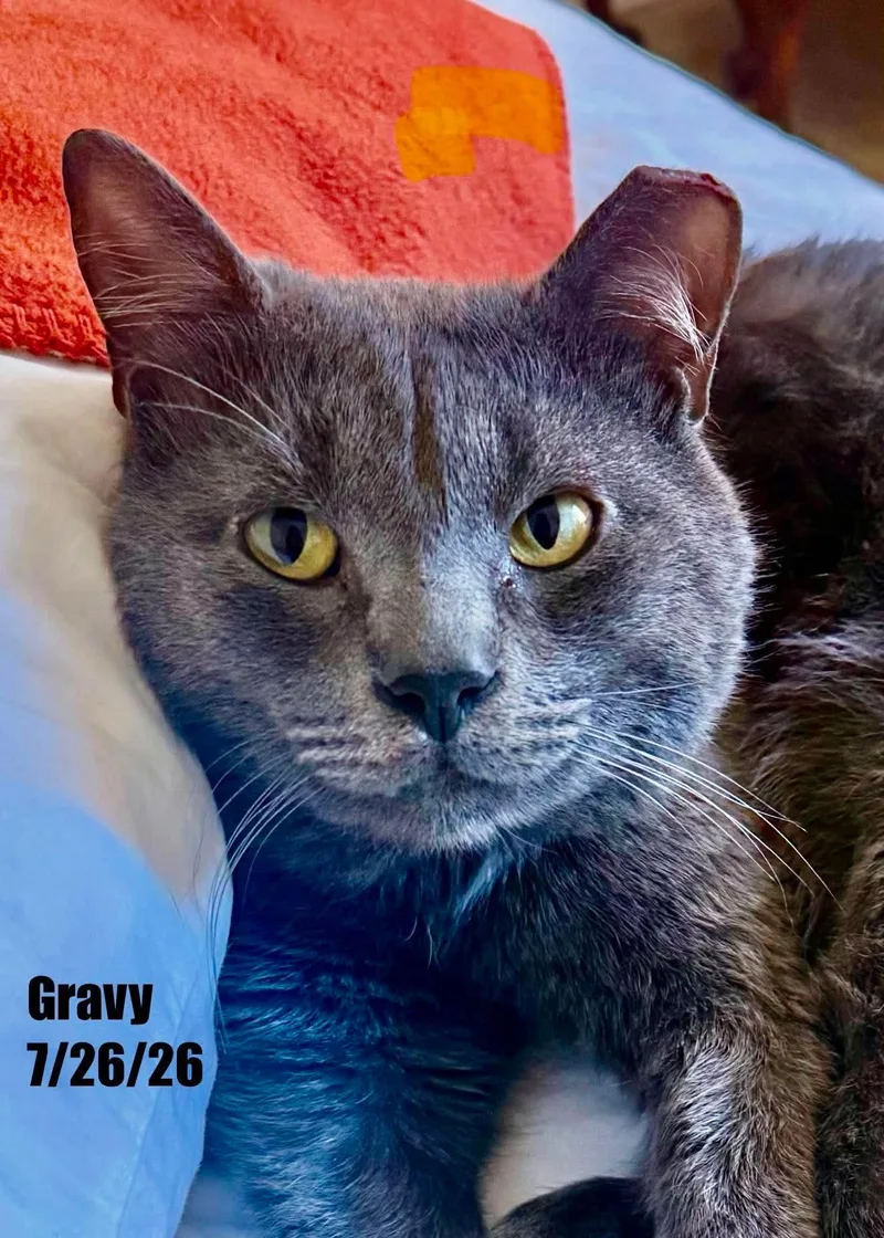 A young medium-sized male Domestic Short Hair cat named Gravy for adoption in Berlin, MD