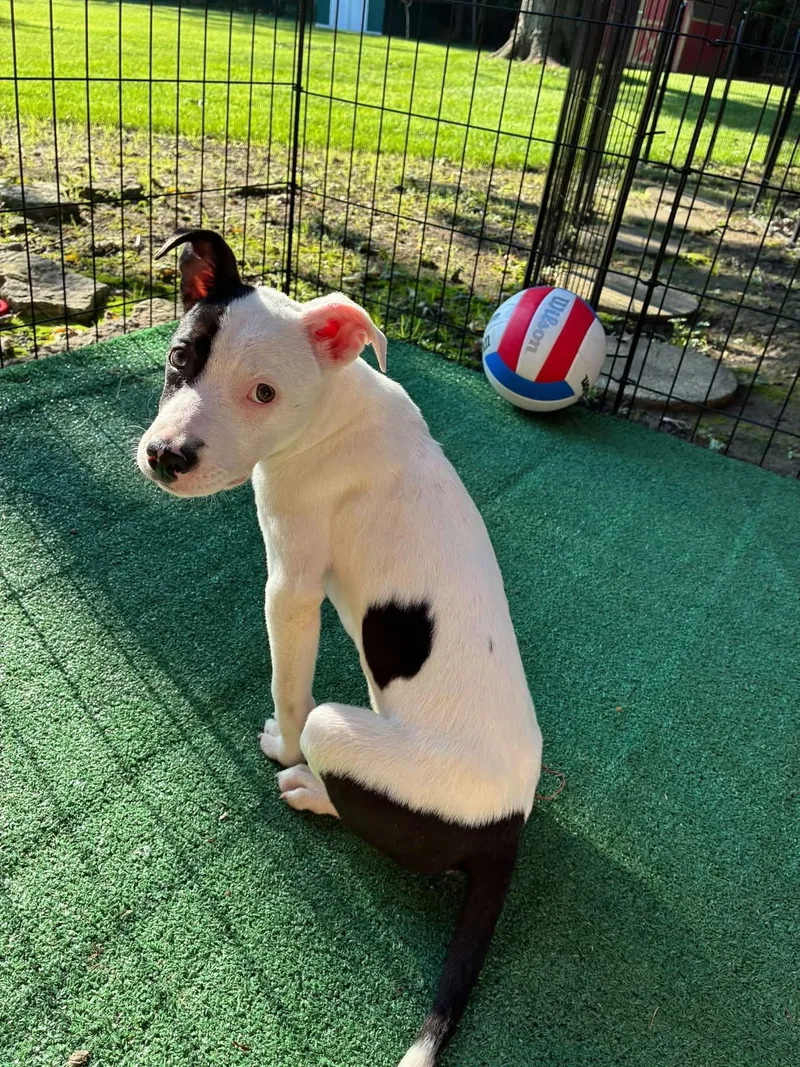 A baby medium-sized female Pit Bull Terrier dog named Ella Love for adoption in Germantown, OH