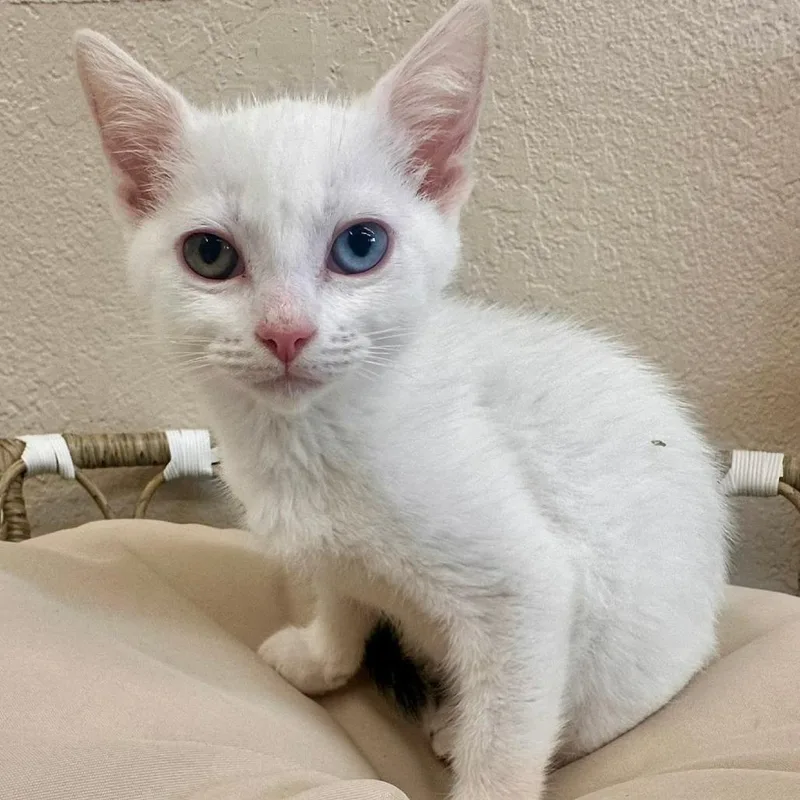 A baby small-sized female White Domestic Short Hair cat named Minka for adoption in Medford, OR