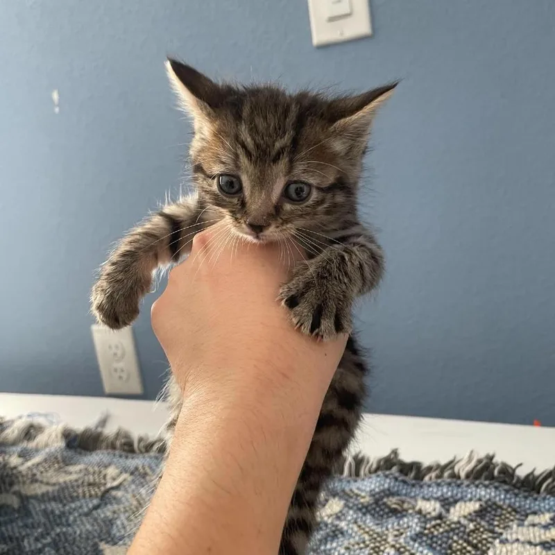 A baby small-sized female Gray / Blue / Silver Domestic Short Hair cat named Kit Kat for adoption in CHANUTE, KS