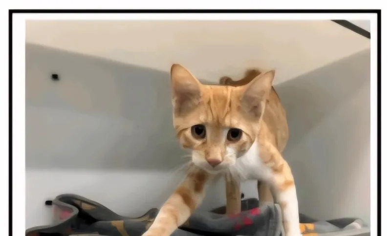 A baby small-sized male Tabby (Orange / Red) American Shorthair cat named Sam for adoption in Metamora, IL