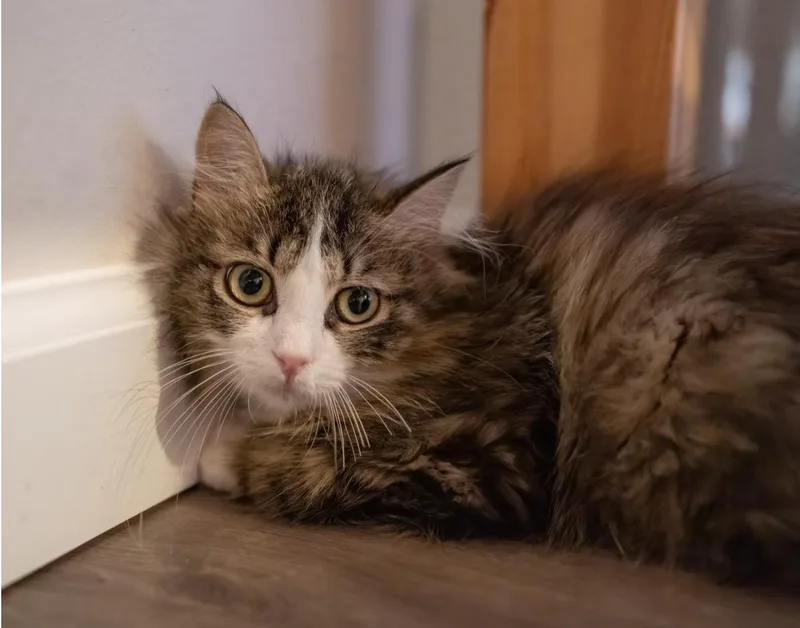 A young medium-sized female Tabby (Brown / Chocolate) Norwegian Forest Cat cat named Hallie for adoption in Bloomfield, NJ