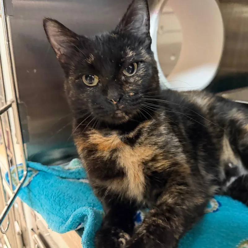 An adult small-sized female Domestic Short Hair cat named Clover for adoption in Madison, WI