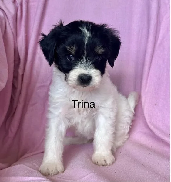 A baby small-sized female White / Cream Terrier dog named Trina for adoption in Santa Rosa, CA