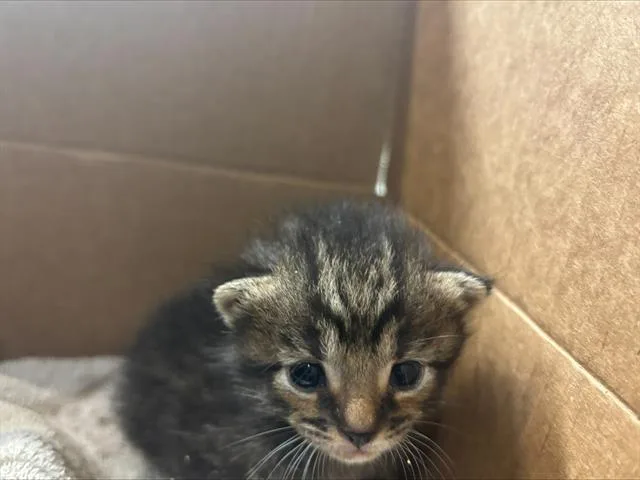 A baby small-sized male Domestic Short Hair cat named Baby Burrito for adoption in Grand Prairie, TX