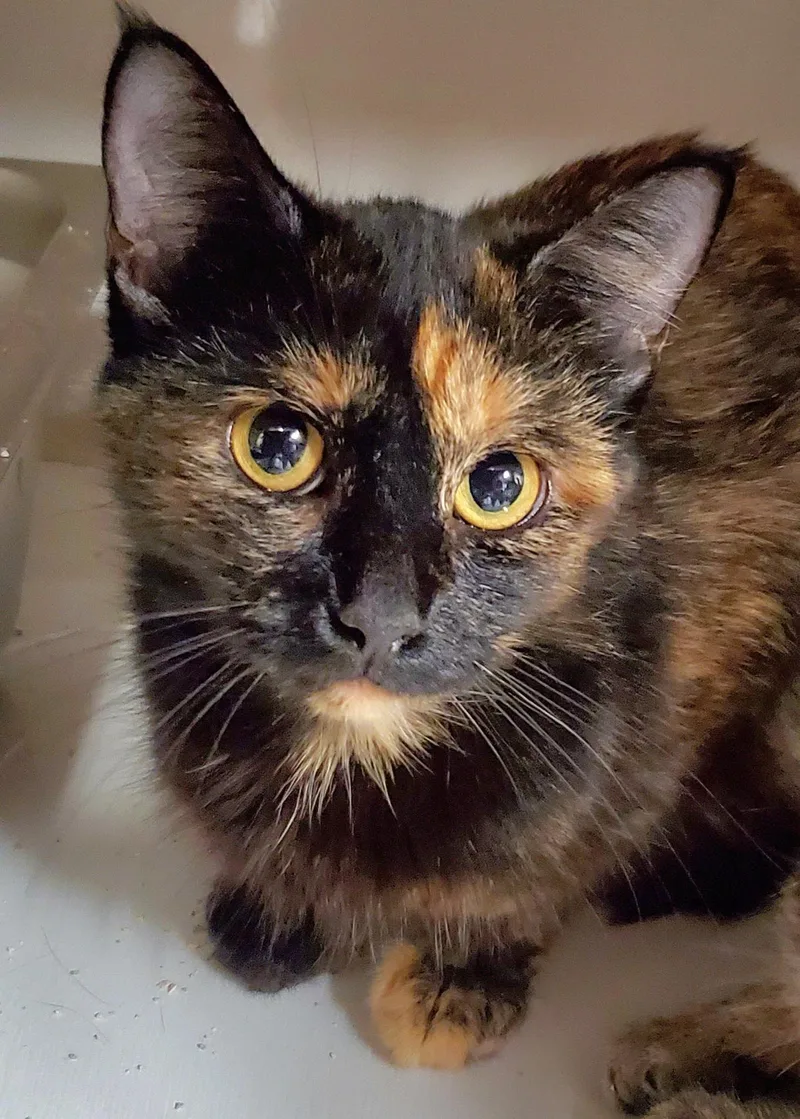 An adult medium-sized female Tortoiseshell cat named Mabel for adoption in Rockford, IL