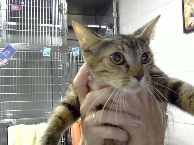An adult medium-sized female Domestic Short Hair cat named Kiki for adoption in Pasadena, TX