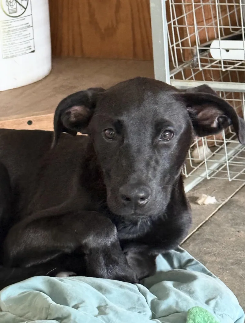 A baby medium-sized male Black Labrador Retriever dog named Frisco for adoption in Holmen, WI