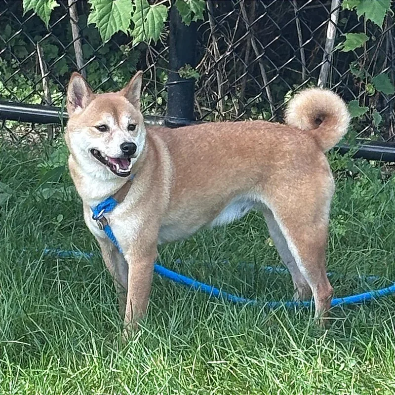 An adult small-sized female Yellow / Tan / Blond / Fawn Shiba Inu dog named Clementine for adoption in Fort Wayne, IN