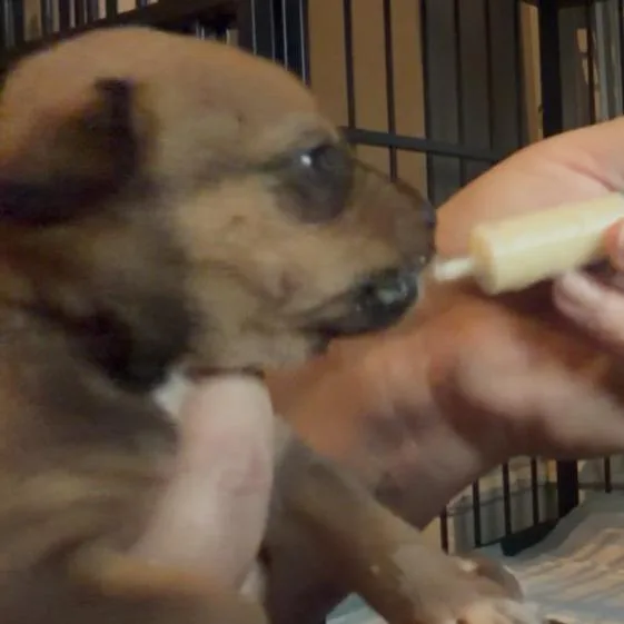 A baby medium-sized female Brown / Chocolate Shih Tzu dog named Winter for adoption in Pittsburg, KS