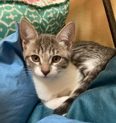 A young medium-sized female Domestic Short Hair cat named Jean for adoption in Dripping Springs, TX