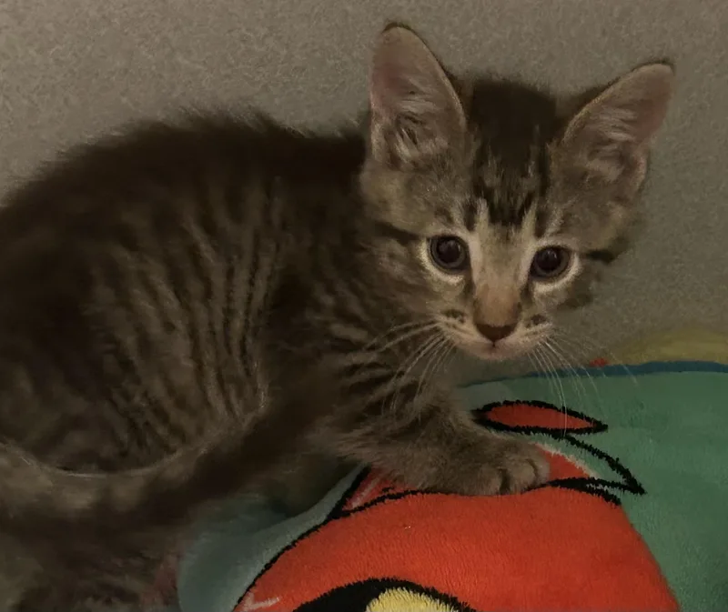 A baby medium-sized male Tabby (Gray / Blue / Silver) Domestic Short Hair cat named Over Easy for adoption in Mason City, IA