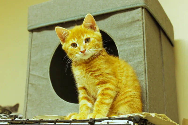 A baby medium-sized male Tabby (Orange / Red) Domestic Short Hair cat named Eli for adoption in Urbana, OH