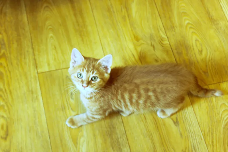 Eli thumbnail 2
