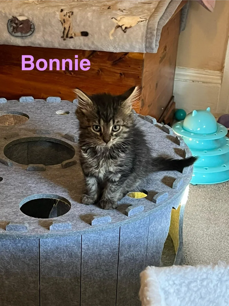 A baby medium-sized female Tabby (Buff / Tan / Fawn) Domestic Medium Hair cat named Bonnie for adoption in Yardley, PA
