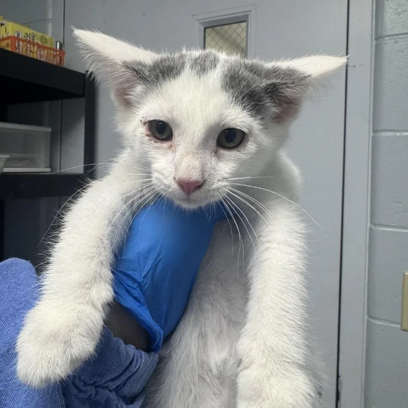 A baby small-sized female White Domestic Short Hair cat named Oaklyn for adoption in Indianapolis, IN