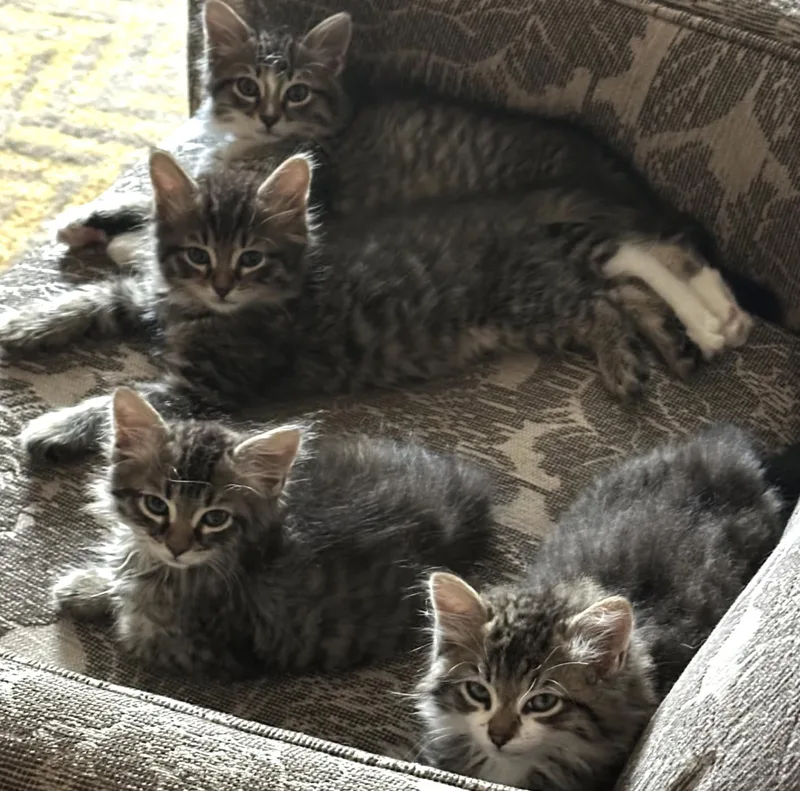 A baby small-sized male Tabby (Brown / Chocolate) Domestic Long Hair cat named Darrius for adoption in Alexandria, VA