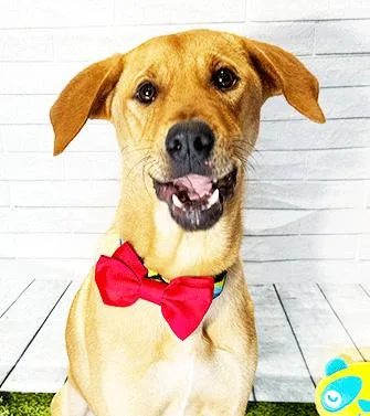 An adult medium-sized male Brown / Chocolate Labrador Retriever dog named Cam for adoption in Castro Valley, CA
