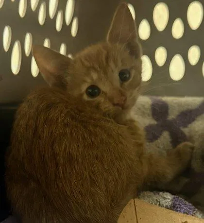 A baby small-sized female Domestic Medium Hair cat named Sloane for adoption in Honolulu, HI