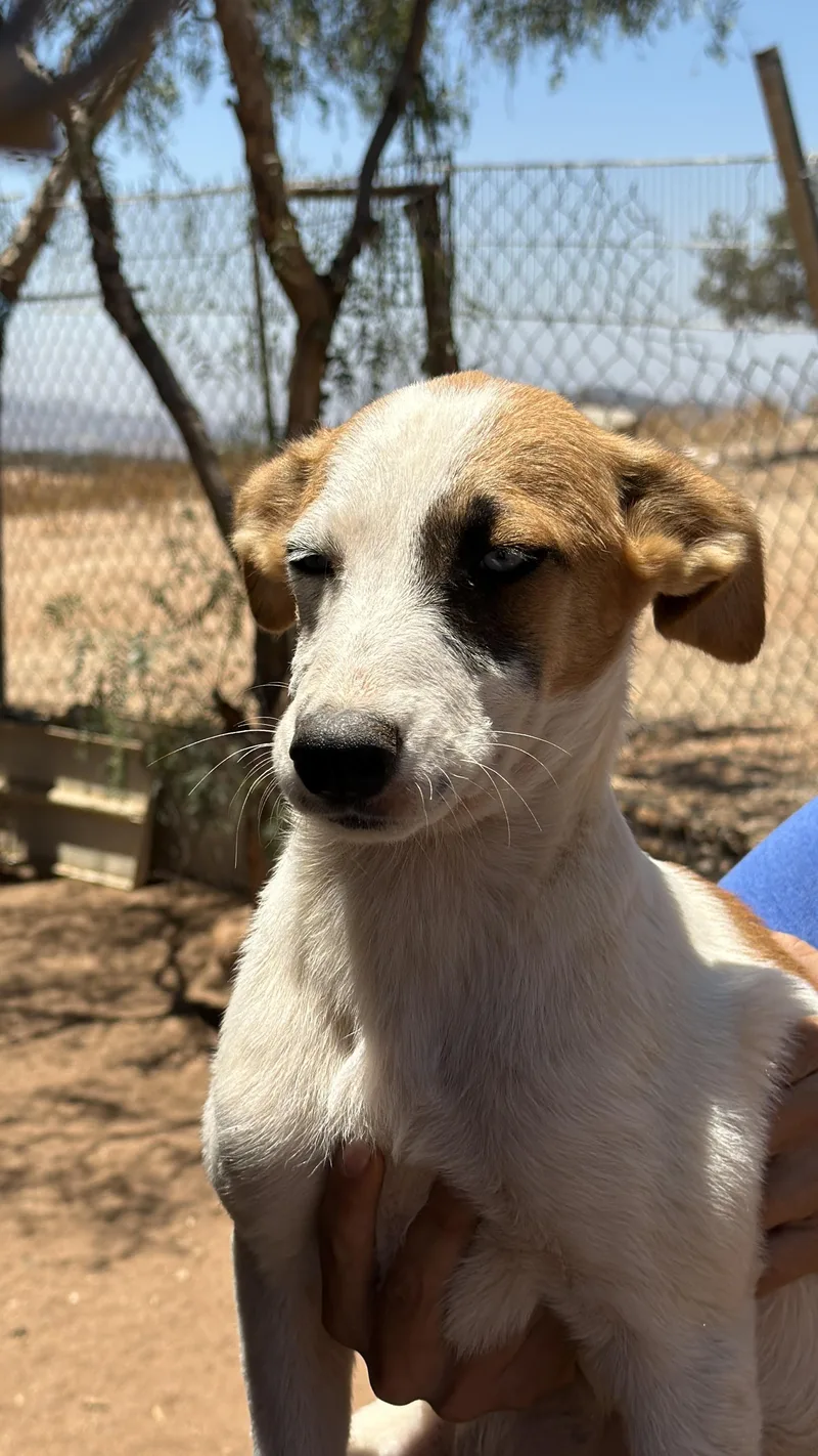A baby medium-sized female White / Cream Shepherd dog named Tiffany for adoption in Bakersfield, CA