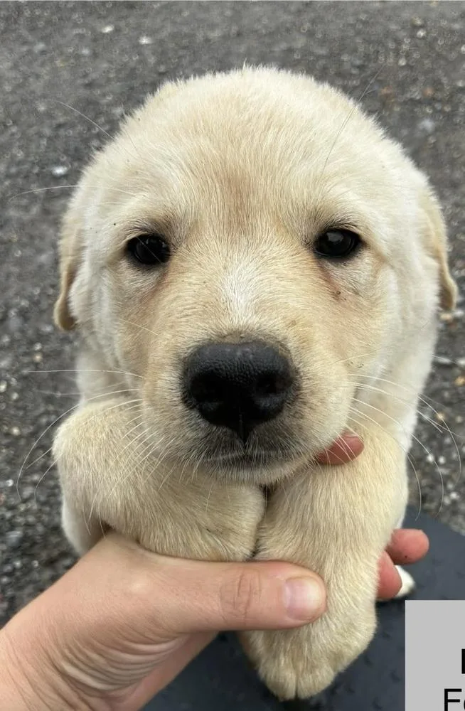A baby small-sized female Shepherd dog named Polar for adoption in Colorado Springs, CO