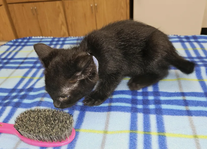 A baby medium-sized female Black Domestic Short Hair cat named Anise for adoption in Tucson, AZ