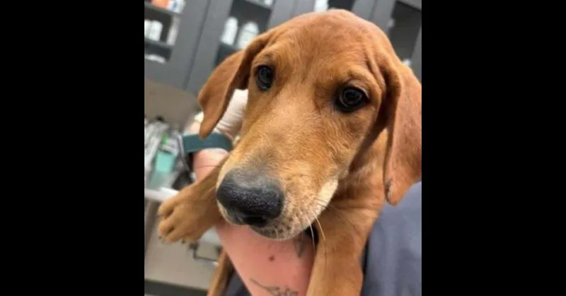 A baby medium-sized female Golden Retriever dog named Wednesday Litter: Bianca for adoption in Dallas, TX
