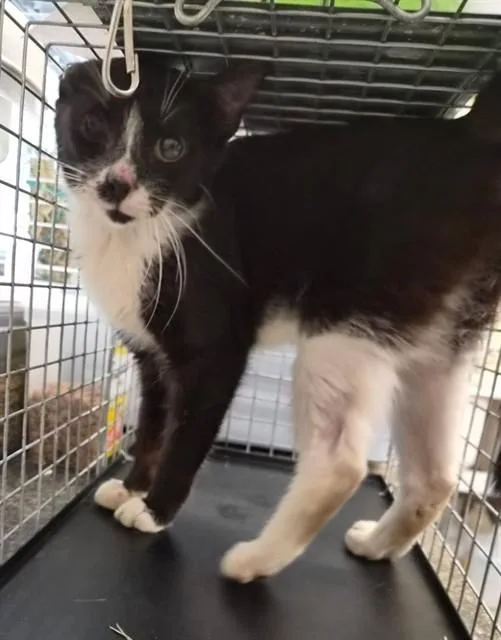 A young medium-sized male Domestic Short Hair cat named Nilla Wafer for adoption in Fort Myers, FL