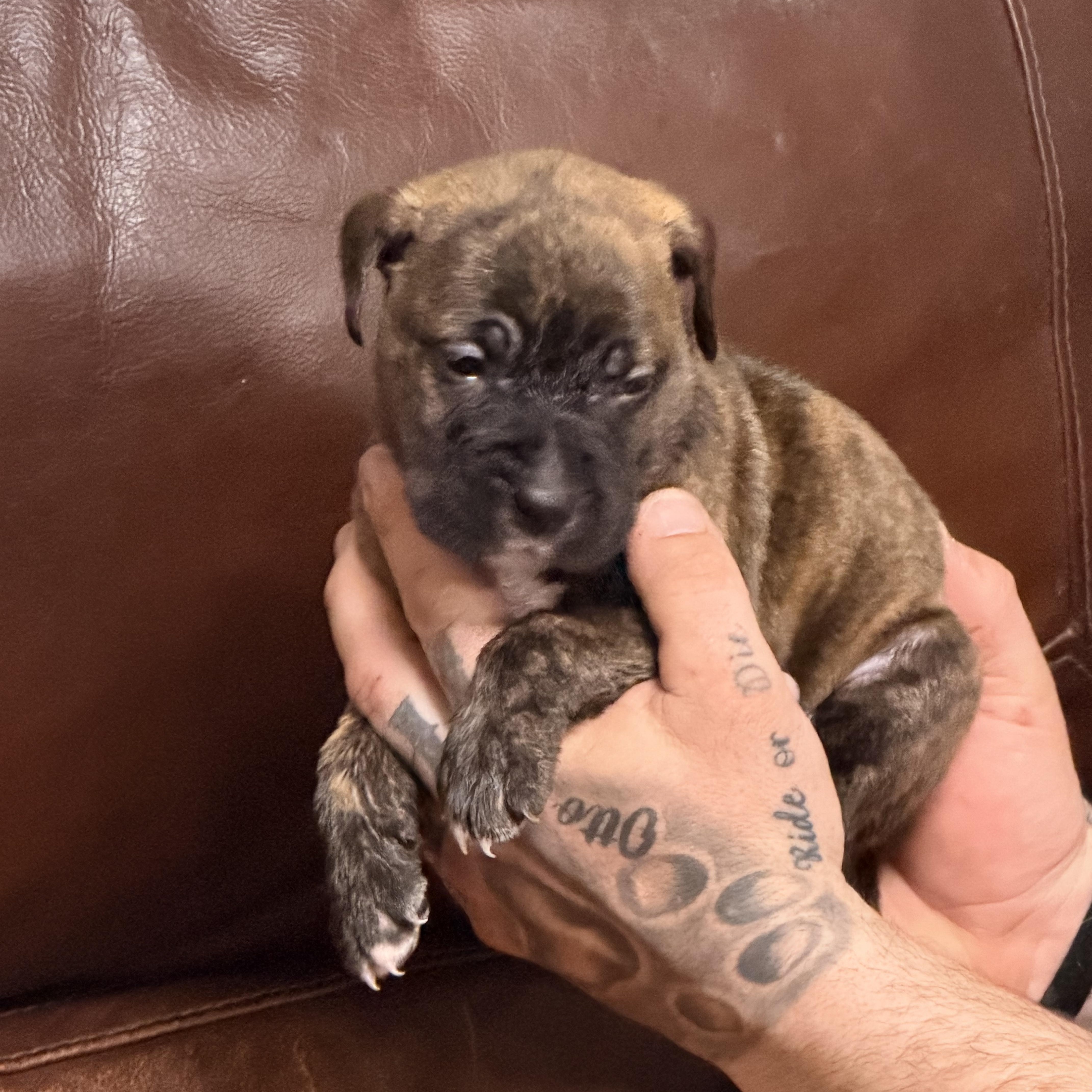 Garfield thumbnail 2