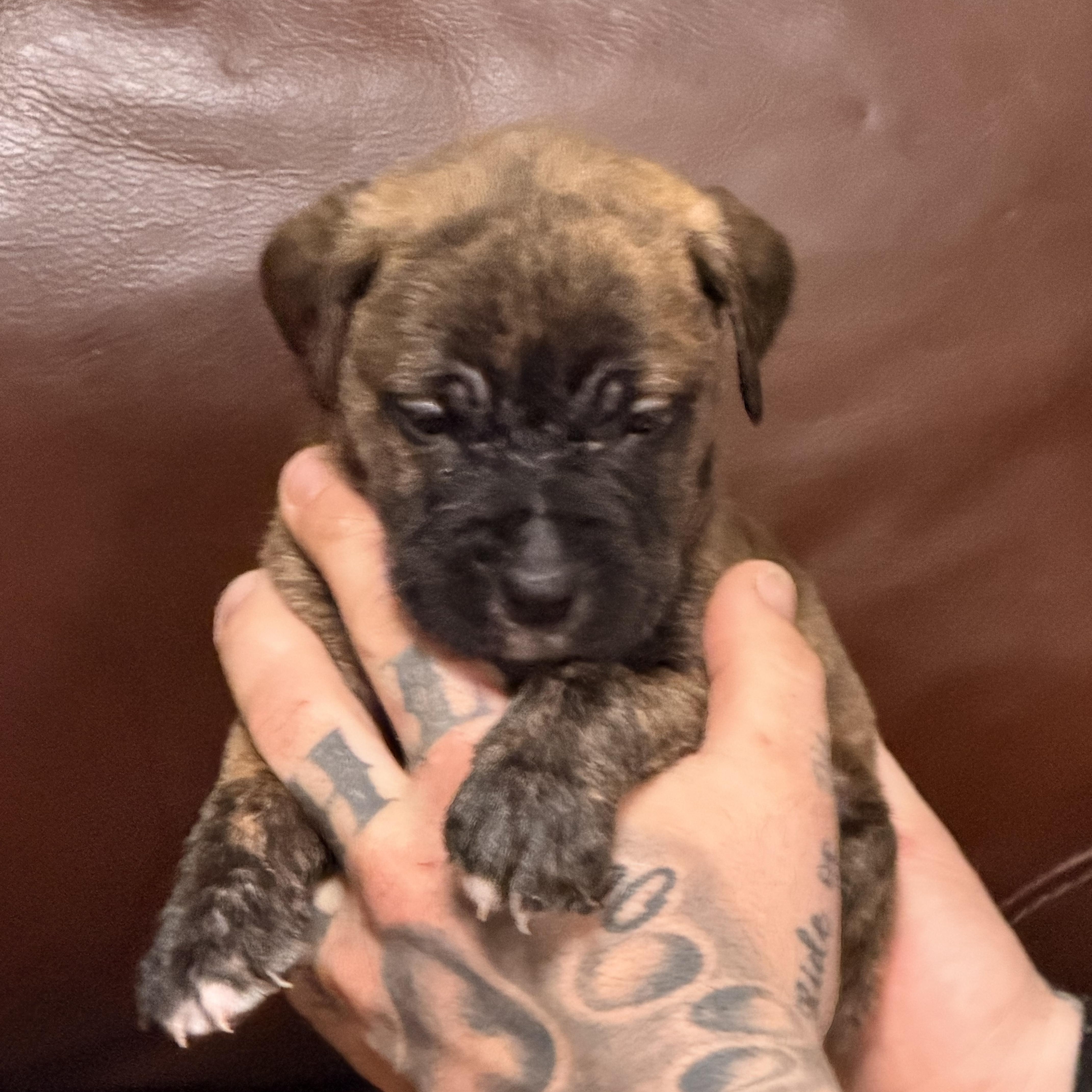 Garfield thumbnail 3