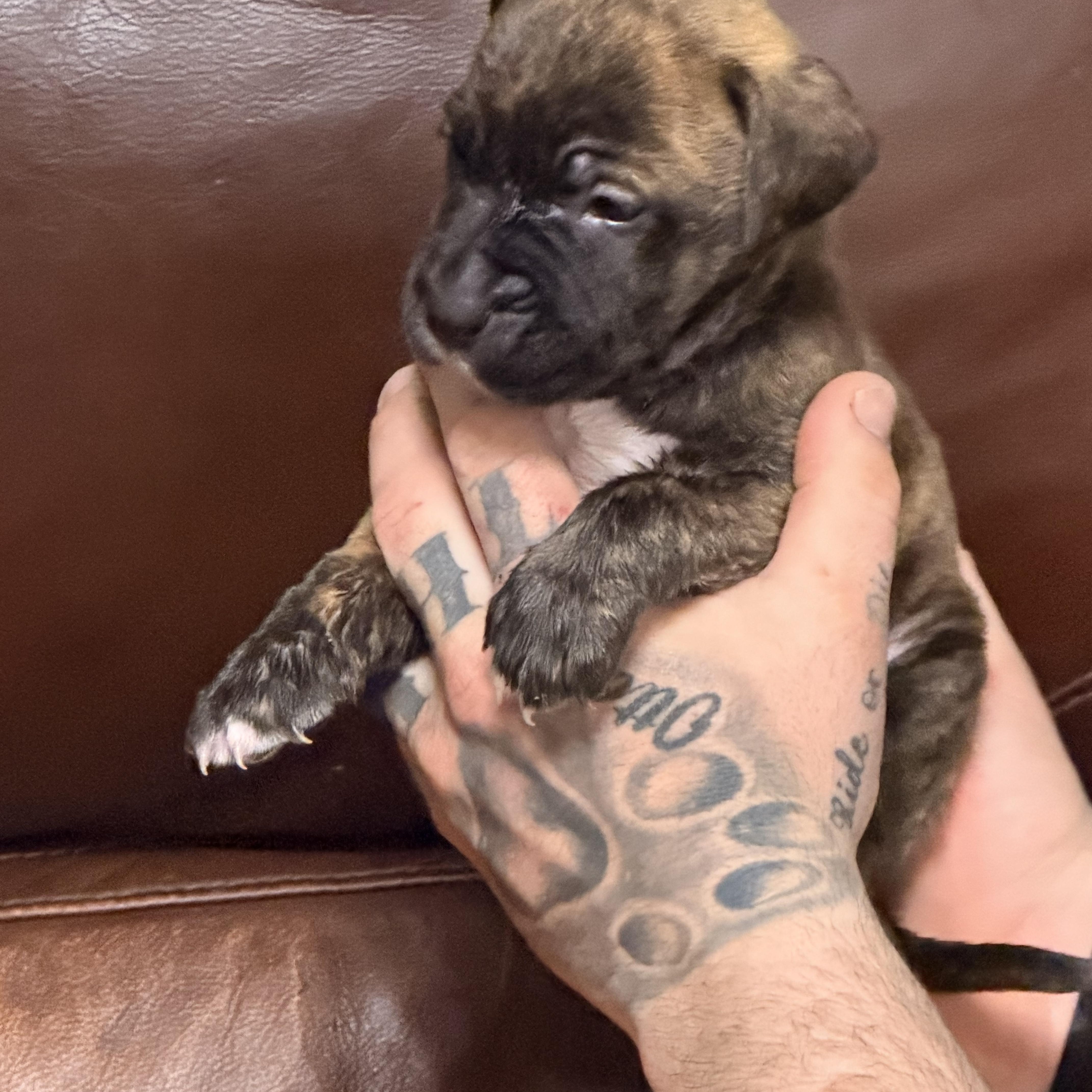 Garfield thumbnail 4