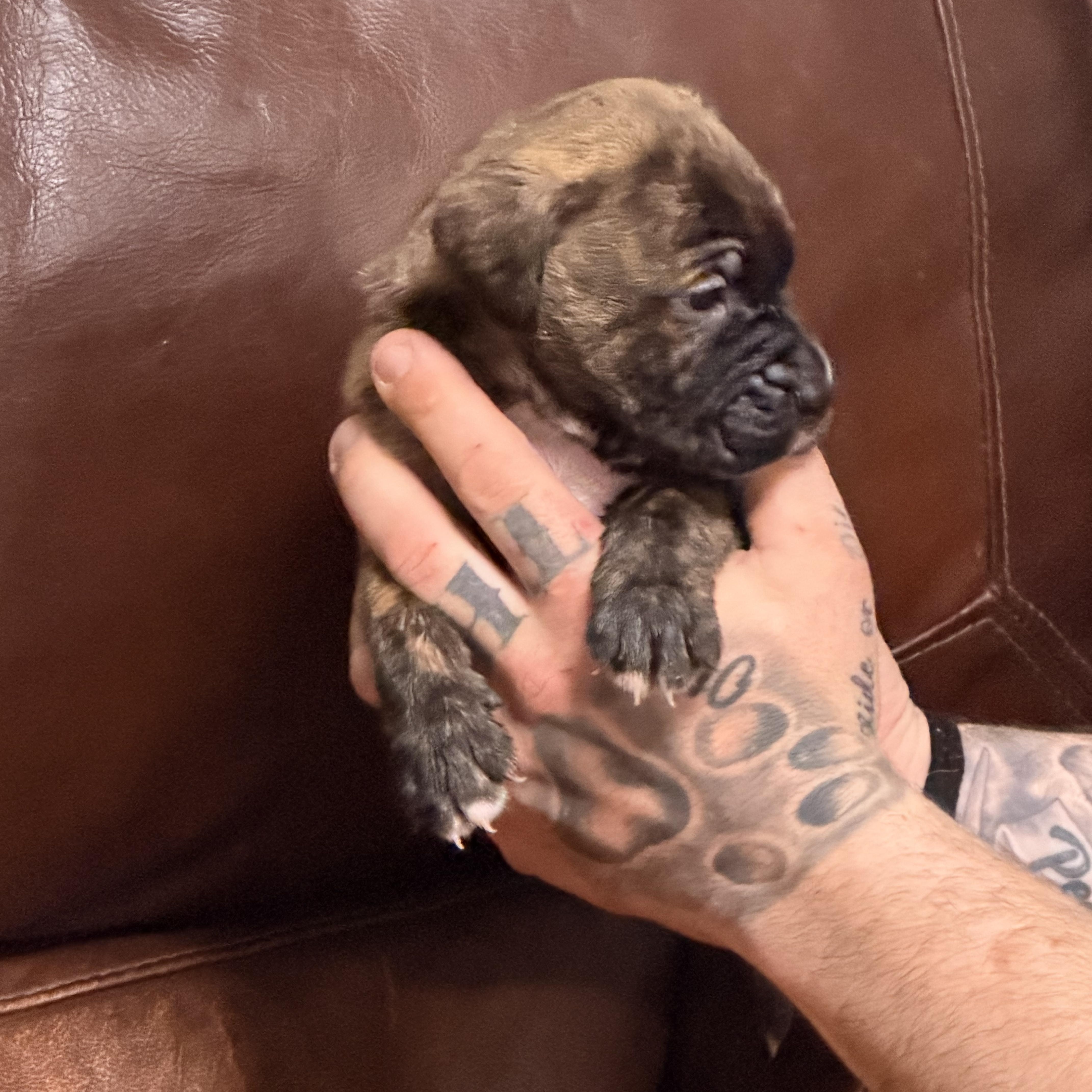 Garfield thumbnail 5