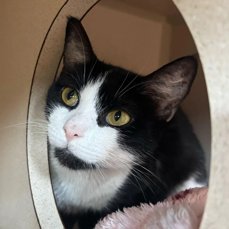 A young medium-sized female Black Domestic Short Hair cat named Tomato for adoption in Louisville, KY