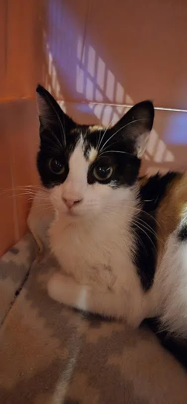 A young small-sized female Calico Domestic Short Hair cat named Cece for adoption in Fruit Heights, UT