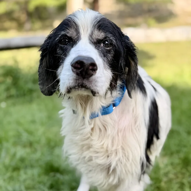 A senior medium-sized male Australian Cattle Dog / Blue Heeler dog named Bull for adoption in Manahawkin, NJ