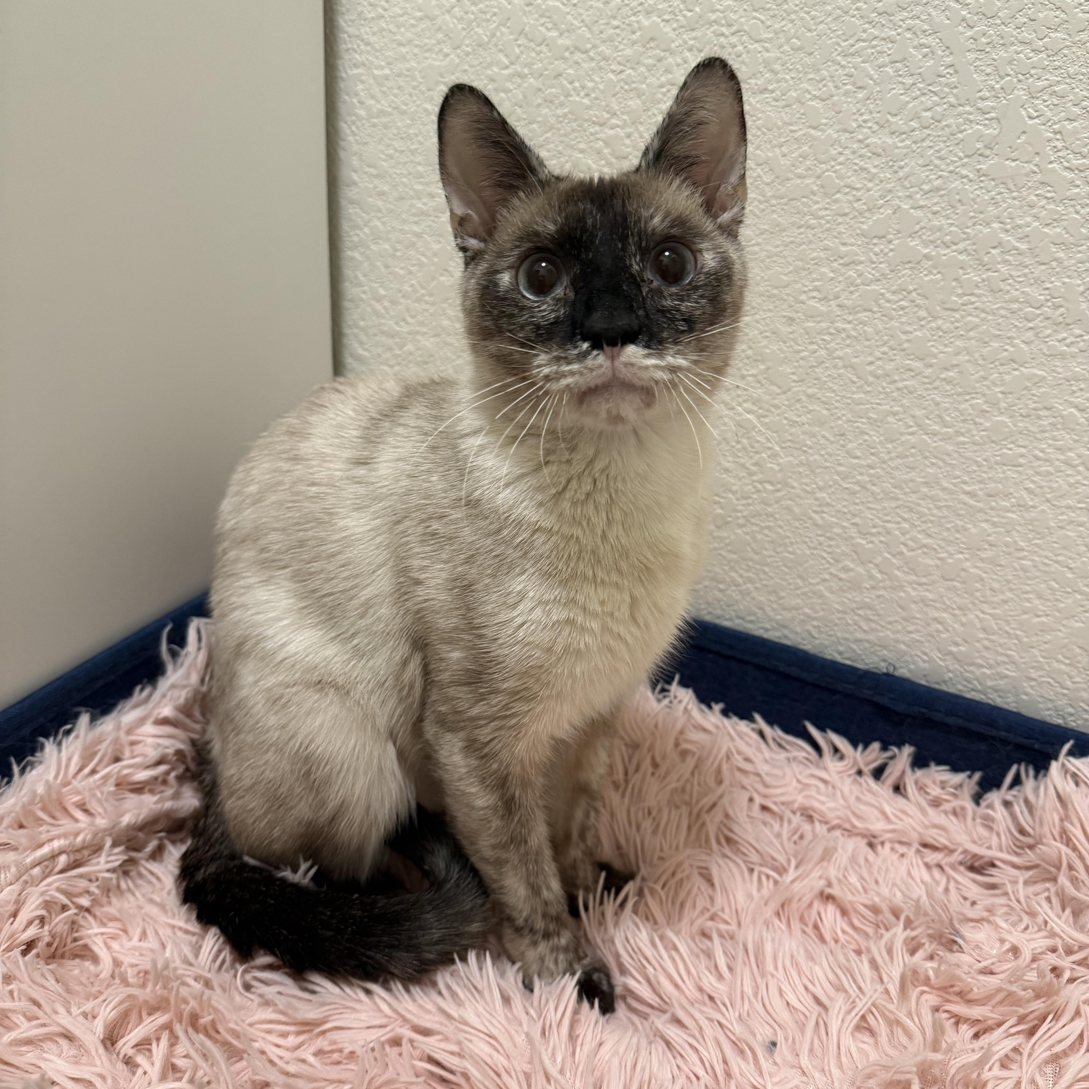 An adult medium-sized female Siamese cat named Charlotte for adoption in Chandler, AZ