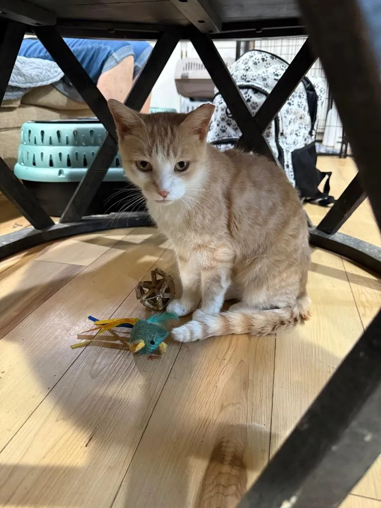 A young large-sized female Domestic Short Hair cat named Joyce for adoption in warrenville, SC