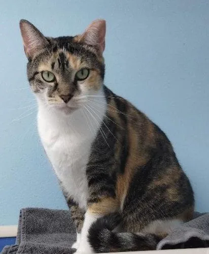 An adult medium-sized female Domestic Short Hair cat named Jolene Center for adoption in Oakland Park, FL