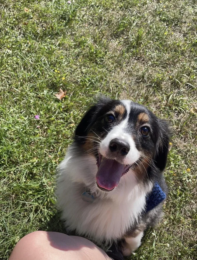 An adult medium-sized female Australian Shepherd dog named Yuki for adoption in Bellaire, MI