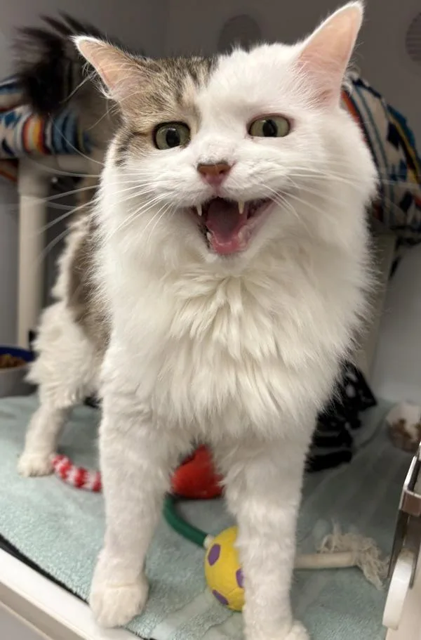 An adult medium-sized male Domestic Long Hair cat named Bruce for adoption in San Diego, CA