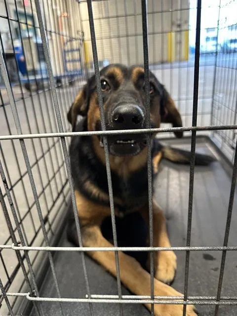 A young large-sized female German Shepherd Dog dog named Tiff for adoption in Las Vegas, NV