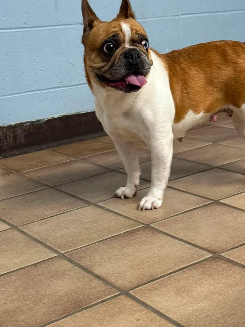 An adult small-sized female Yellow / Tan / Blond / Fawn French Bulldog dog named Luna for adoption in Edison, NJ